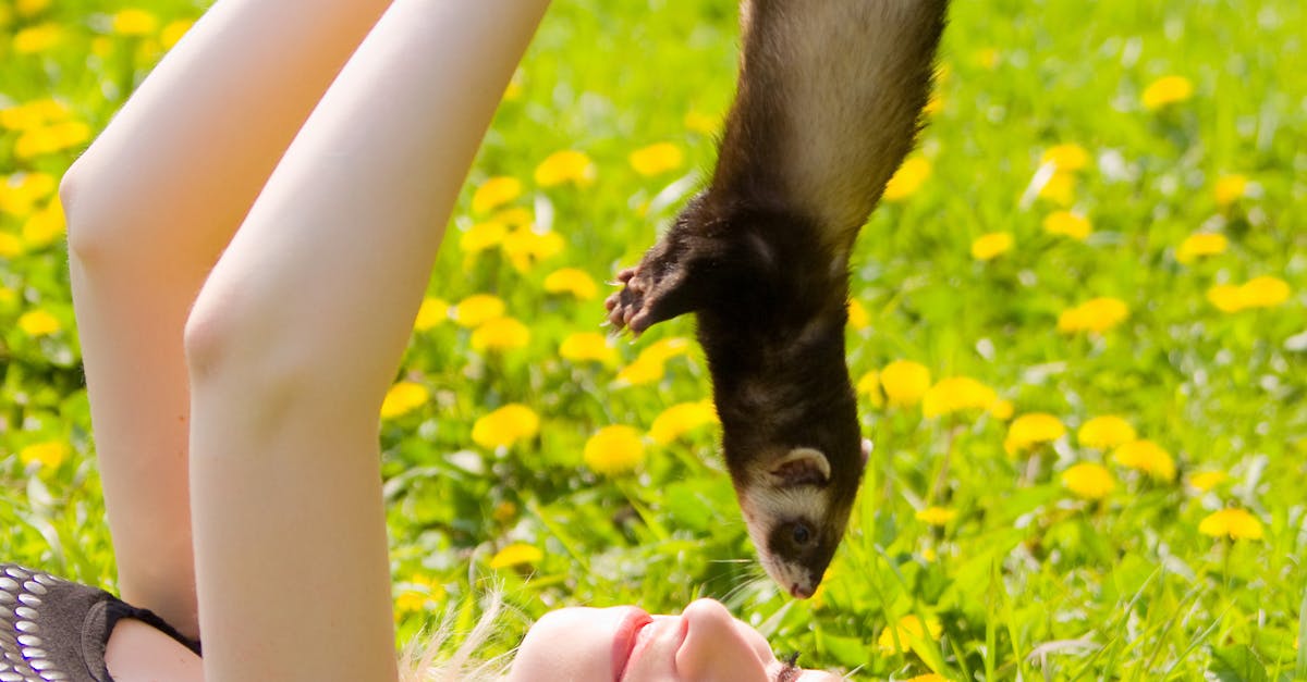 El irlandés Meswig Vingrim gana el concurso mundial de hurones en pantalones