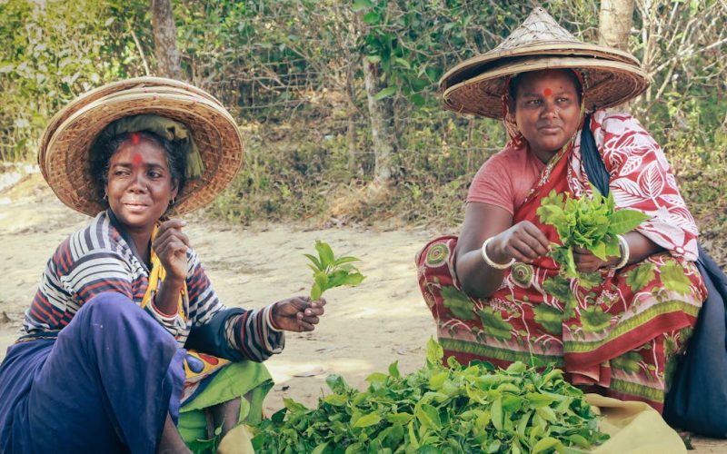 Unpacking CSR in Zimbabwe: Sustainable Agriculture & Youth Employment